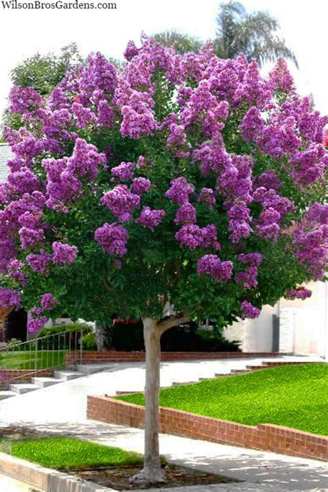 How to Create a Stunning Ourple Magic Vrape Myrtle Hedge